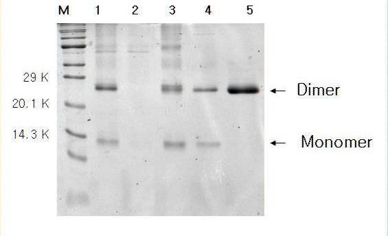 Dimer represents dimer fraction and Monomer represents monomer fraction. Figure 3.