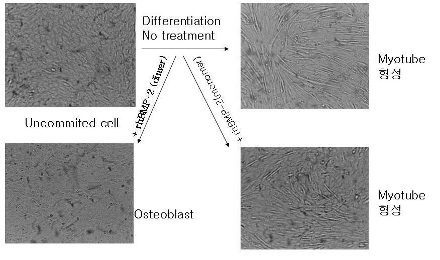 최경희, 문금옥, 김수홍, 윤정호 대한치주과학회지 2008 년 38 권 1 호 Figure 5. Western blotting of purified rhbmp-2 UR; nonreduced condition, R; reduced condition 3.