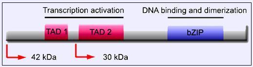 Evaluation of c-kit, FLT3-ITD, NPM1, and CEBPA mutations Gene Mutation Detection Methods