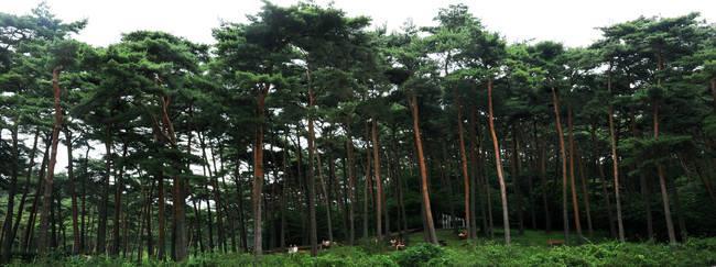 조선시대초기부터소나무보호에심혈 - 소나무보호정책은병조 ( 국방부 ) 에서담당 - 이유는소나무보호의군사적인목적, 즉병선의재료이기때문임,