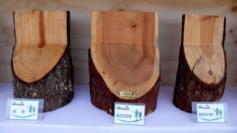 소나무의목재적특징 - 건조과정에서변형이적고내후성이강함 - 북향이나동향에서더잘자람 -