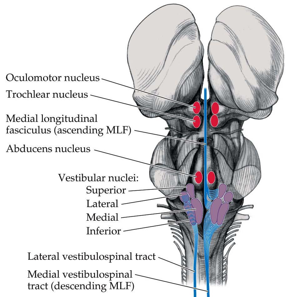 Vestibular nucleus( 전정핵, 안뜰핵 ) 1. superior vestibular nucleus( 상전정핵 ) 2. inferior vestibular nucleus( 하전정핵 ) 3. medial vestibular nucleus( 내측전정핵 ) 4.