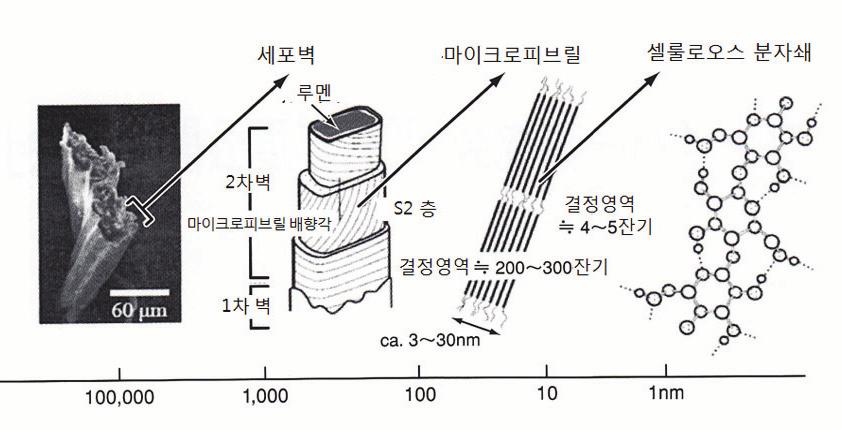 1-4 맺음말 [ 그림2 ] 식물의 계층구조 식물은 진화의 과정에서 셀룰로오스 Ⅰ형의 결정을 선택했 기 때문에 거목의 존재도 가능한 것이다. 2.