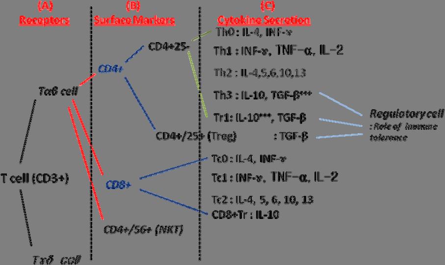 대한생식의학회지 Figure 1. Classifications of T lymphocytes.