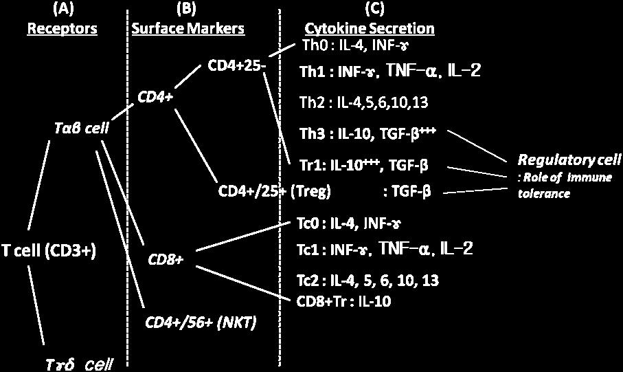 Th0, Th1, Th2, Th3, Tr1, Tc0, Tc1, Tc2, and CD8 + Tr by cytokine secretion (C). Th: helper T lymphocyte, Tc: cytotoxic T lymphocyte, Tr: T regulatory cell. Kwang Moon Yang.