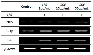 Control LPS LCE LCE 1μg/mL 25μg/mL 50μg/mL LPS - + + + inos ll-1 β Figure 2. Effect of treated with Lspedeza cuneata extract (LCE) on cell viability in Raw 264.7 cells. IL-6 β-actin Figure 3.