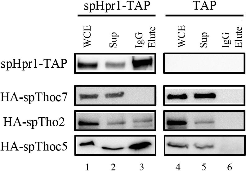 438 Koh and Yoon Fig. 3. Association of spthoc5 with sphpr1 in S. pombe extracts.