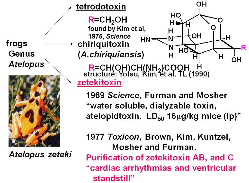 해양천연물 : 1 세기유기화합물로알려진복어독 (Tetrodotoxin) 및유사물질 17 [ 그림 16]