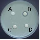 보였다 2,6,7). 여지디스크확산법에의한항진균활성은현재항진균치료제로쓰이고있는 ampicillin에서는 2.5 mm의저지환이나타났다 7,13). Table 5. Antifungal activity of Sorbus commixta extract against Candida albicans.