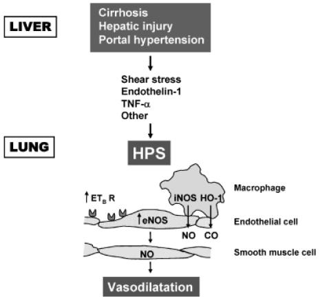 Postgraduate Course 2011 1. ET-1/ETRB signaling pathway 정상적인상태에서 endothelin-1 (ET-1) 은혈관내피세포의 endothelial A-type 수용체 (ETRA) 와결합하여혈관수축을유발한다.