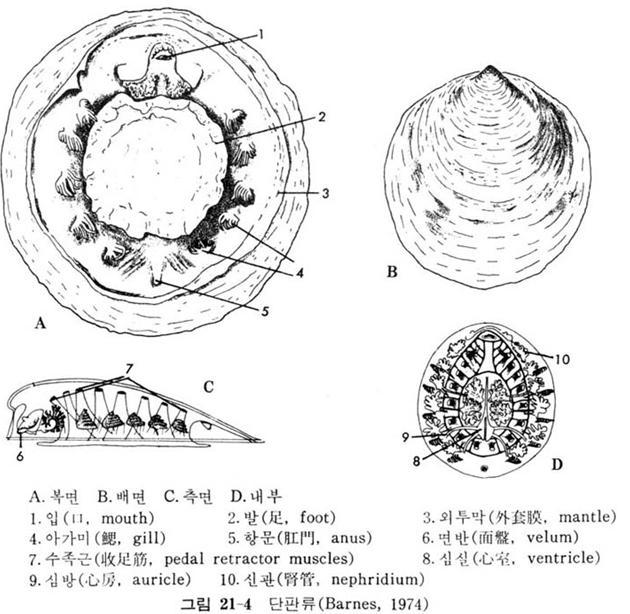 단판강 Monoplacophora (monos, 하나 + plax, 납작한판 + pherein, 가지다 ) 한개의패각을가짐몸 - 좌우대칭패각