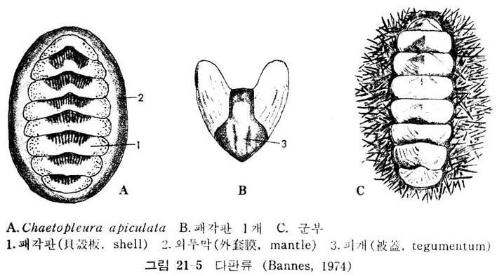 다판강 Polyplacophora (polys, 많은 + plax, 납작한판 + pherein, 가지다 ) 등배쪽으로납작한난원형이고좌우대칭촉수와눈이없으며크고넓적한발을가짐다판강의가장큰특징 :