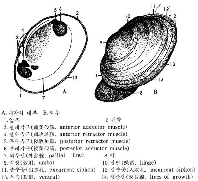 부족강 Pelecypoda (pelekys, 손도끼 + pous, 발 ) 굴이나대합과같이 2장의패각을가진무리이매패, Bivalvia (bis, 2번 + volvae, 접는문 ) 몸