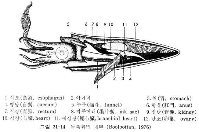 두족강 Cephalopoda (kephale, 머리 + pous, 발 ) 낙지, 문어, 앵무조개등을포함하는무리로유영에적합한구조연체동물중가장체제가잘발달한무리세계적으로약