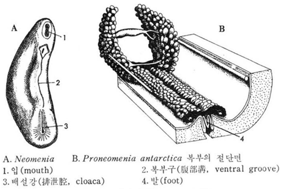 구복강 Solenogastres 몸은둥글고머리의발달은나쁘다. 몸통의배쪽중앙에한줄의족구 (pedal groove) 가복면전체에걸쳐있음족구 흡반역활을하기도하며점액을분비하기도한다.