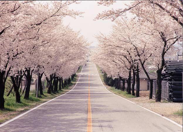 도로를 따라 펼 쳐지는 매년 4월의 벚꽃은 화사하기 그지없다. 영암은 백제시대에 일본으로 건 너가 아스카문화를 꽃피우게 한 왕인박사의 고향이기도 하다. 위치 전남 영암군 영암읍 학산면 독천리 / 노선번호 지방도 819호선 준공일자 1988년 / 도로관리청 전라남도지사 주변 볼거리 >> > 월출산 아름다운 도로 찾아가는 길 >> > 서해안고속도로 목포 I.