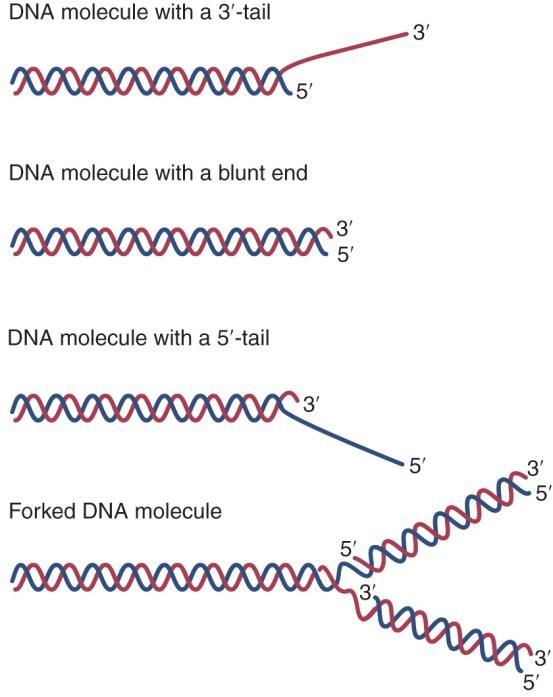 4.6 DNA helicases ( 풀기효소 ) DNA helicase ( 풀기효소 ) 는초당 500-1000bp 의속도로이중가닥 DNA 를외가닥 DNA