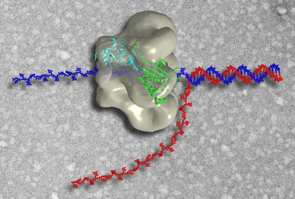 DNA helicases 의구조 T7gp4 풀기효소 / 프리마제육합체 풀기효소는초록리본, 프리마제는푸른색리본으로표시함. 5 에서 3 방향으로중앙에있는외가닥을따라서이동함. Figure 4.