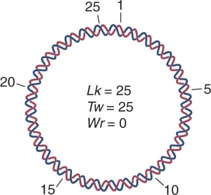 Supercoiled DNA ( 초나선 DNA) 선형이중가닥 DNA 는연결되면이완된고리를만든다.