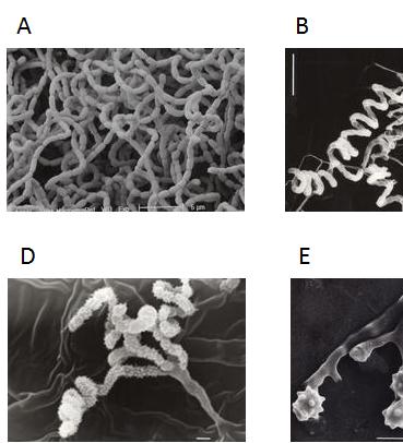 [ 그림 15-28. 방선균포자형태및포자표면의다양성. A.