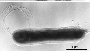 com/650 ( 추가로 Microcystis 현미경사진 ) [ 그림 15-33, Aquifex pyrophilus