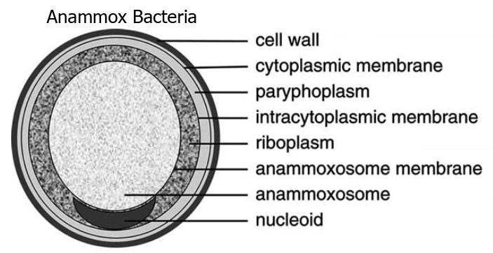 (b) 출처 : Archives of Microbiology, June 2001, Volume 175, Issue 6:413 429.