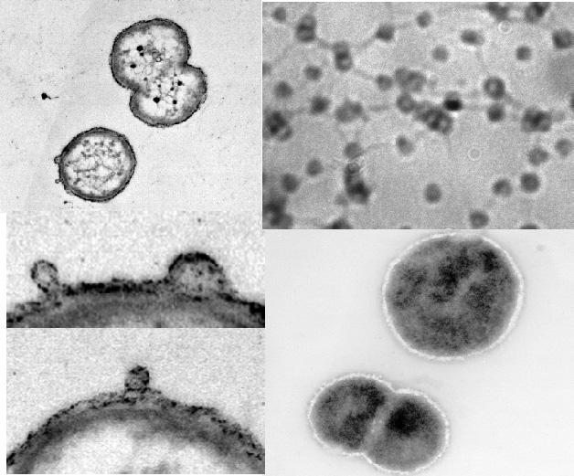 : Frontiers in Microbiology, 2012. http://dx.doi.