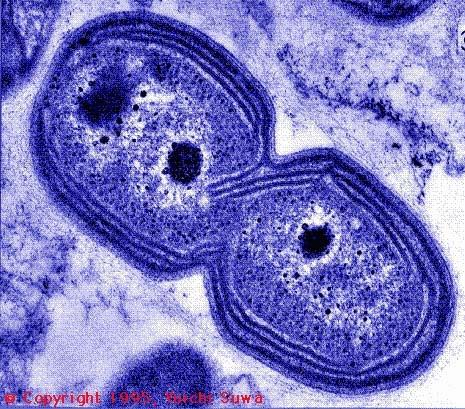 Chromatium, B. Ectothiorhodospira] A B 출처.