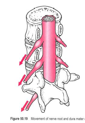 35~70 도 : intervertebral disc pathology 에기인한좌골신경의긴장 0~35도 : Spastic piriformis, SI joint lesion, 대퇴후방부위에서통증 - Tight hamstring muscle