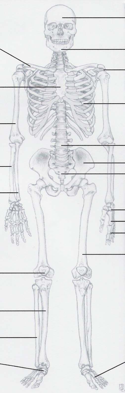 The Human Skeleton 쇄골 (Clavicle) 흉골 ( 가슴뼈 ; Sternum) 두개 (Cranium) 하악골 (Mandible) 경추 (cervical vertebrae) 견갑골 (Scapula) 늑골 (Rib) 상완골 ( 윗팔뼈 ; Humerus) 요추 (Lumbar vertebrae) 요골