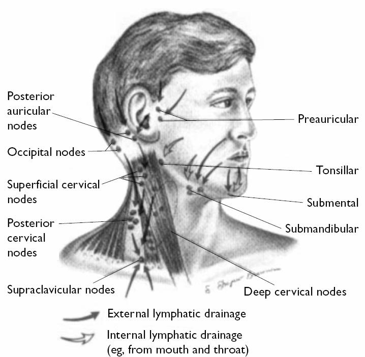 toxoplasmosis Tb, lymphoma, head & neck malignancy Suboccipital Scalp, head Local infection Postauricular External auditory, pinna, scalp Local infection Preauricular Eyelids, conjunctivae, temporal