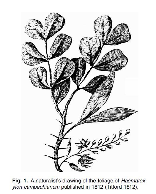 Botanical name: Haematoxylon campechianum Linn.