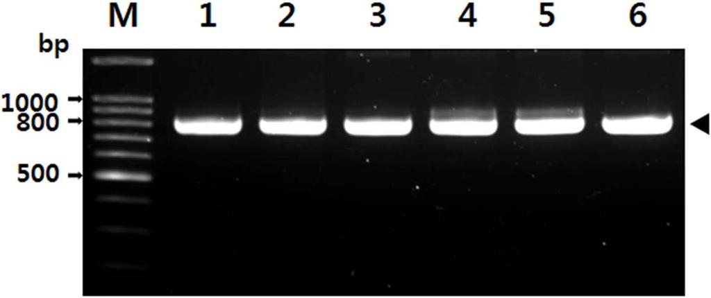 국내양앵두나무에서발생한 Cherry green ring mottle virus 동정 327 Fig. 1. Agarose gel electrophoresis of nested RT-PCR products for Cherry green ring mottle virus (CGRMV).