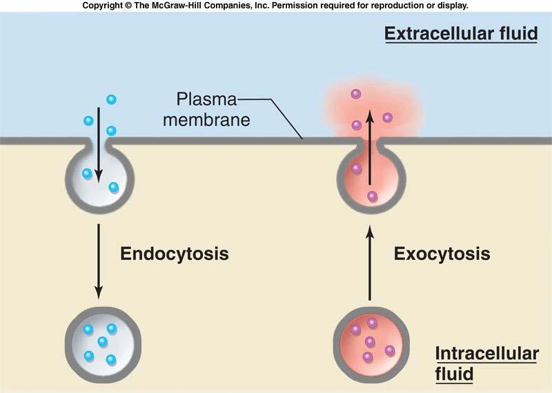 4. 세포내섭취와세포외배출작용 Endocytosis