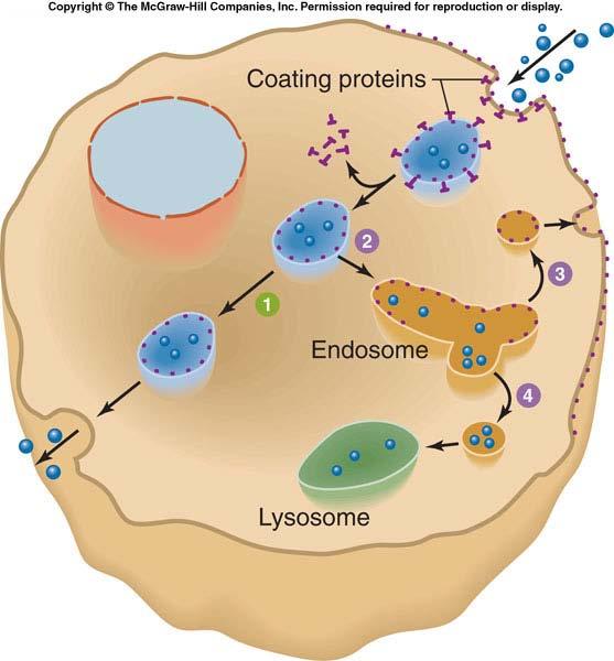 Exocytosis 막으로싸인조그만소낭이세포막과융합하여소낭의내용물을세포밖으로분비하는과정 Endocytosis 와