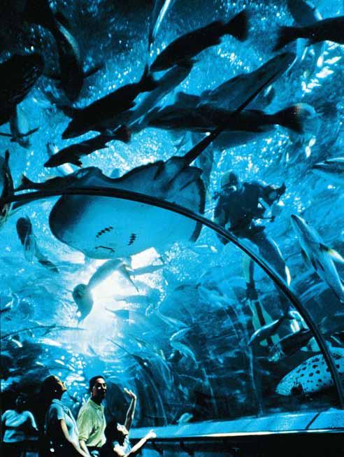 Attraction 언더워터월드 Underwater World 동남아시아최대수족관