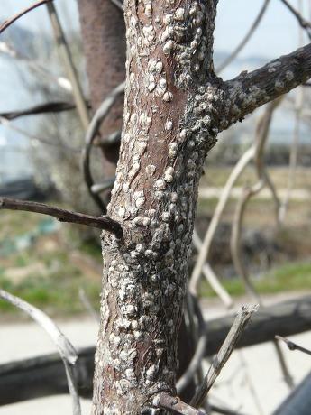 해충에의한충해증상및처방 4. 깍지벌레 가지에다수기생하여즙액을흡수하기때문에나무는수세가쇠약해지고고약병을유발하며, 복숭아나사과에서는그을음병을유발함. 나무껍질밑, 뿌리근처, 가지사이에들러붙어월동을하며긁어보면빨간진물이나고흰가루가풀풀날림.