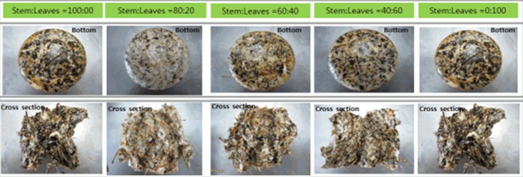 2) Acanthopanax senticosusfermented Hericium erinaceum: incubation for 40 days. 3) Acanthopanax senticosusfermented Phellnus linteus: incubation for 30 days.