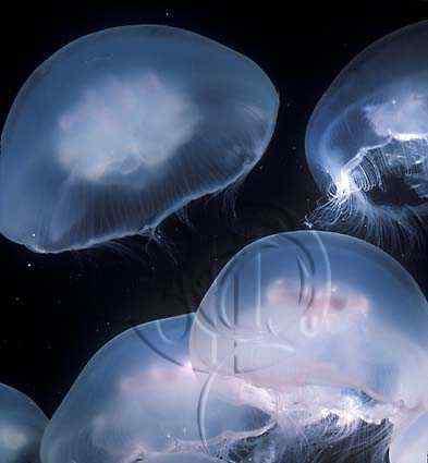 히드라충강 [Hydrozoa] : 경해파리목, 히드라충목 해파리강