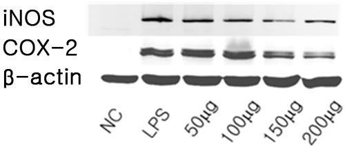 한방안이비인후피부과학회지제 31 권제 1 호 (2018 년 2 월 ) Table 2. The Cytotoxic Effect of Naetakchunkeumsan (NTCKS) Water-extract on RAW 264.