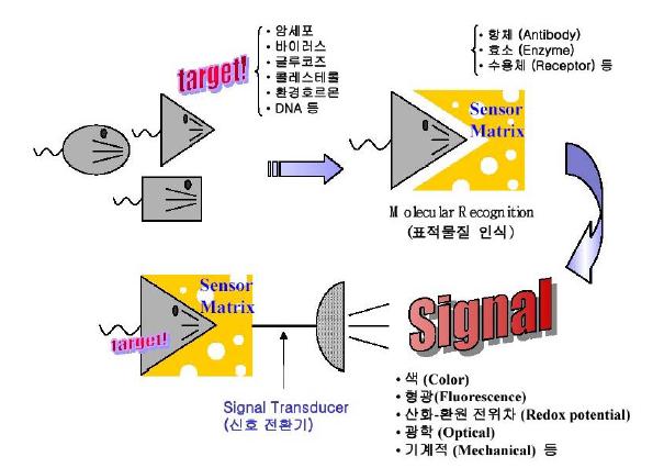 < 그림 1-1> 바이오센서의기본원리 자료 : Kisti 분석보고서, 2003 바이오센서가기존의센서와구별되는점은생물질의선택적인반응및결합을이용하는것이므로바이오센서의실용화에있어서가장중요한점은생체반응물질의고분자막의고정화기술이라할수있다.