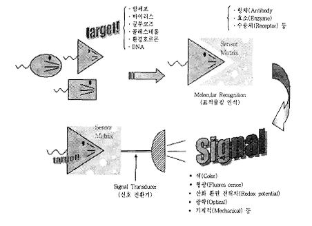 < 그림 2-1> Biosensor의기본원리 효소를이용한촉매성(catalytic) 센서와항체를이용한결합성(affinity) 센서외에도대량의 정보를초고속으로처리하기위하여현재는 DNA 칩(DNA 칩), 단백질칩(protein chip), 랩온 어칩(lab-on-a-chip)