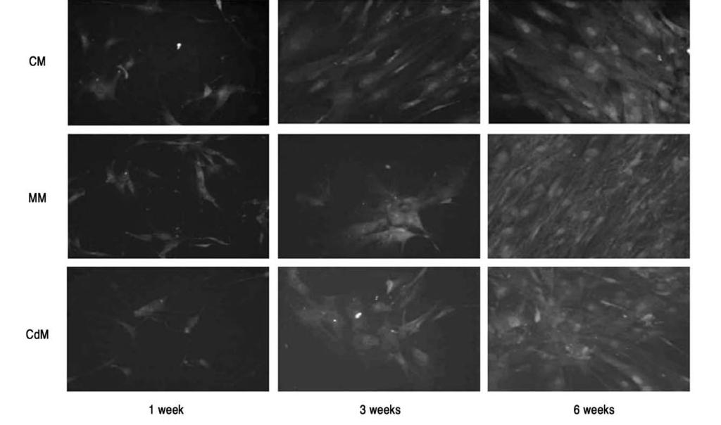 인체지방유래세포의근육세포분화가능성 fluorescence stain) 으로관찰하였으며 3 주이내의초기변화를관찰하기위해서는웨스턴블로팅 (western blotting) 을이용하여일차근육생성조절인자인 MyoD 와 Myf-5 에대한결과를분석하였다.