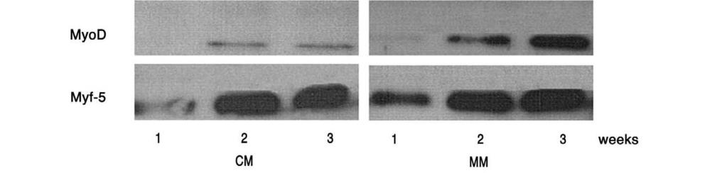 웨스턴블로팅에서도제 1 군과제 2 Fig. 2. Differentiation of adipose-tissue-derived cells into myogenic cells. Myf-5 was expressed in all different media groups from 1 week ( 400) to 6 weeks ( 100).