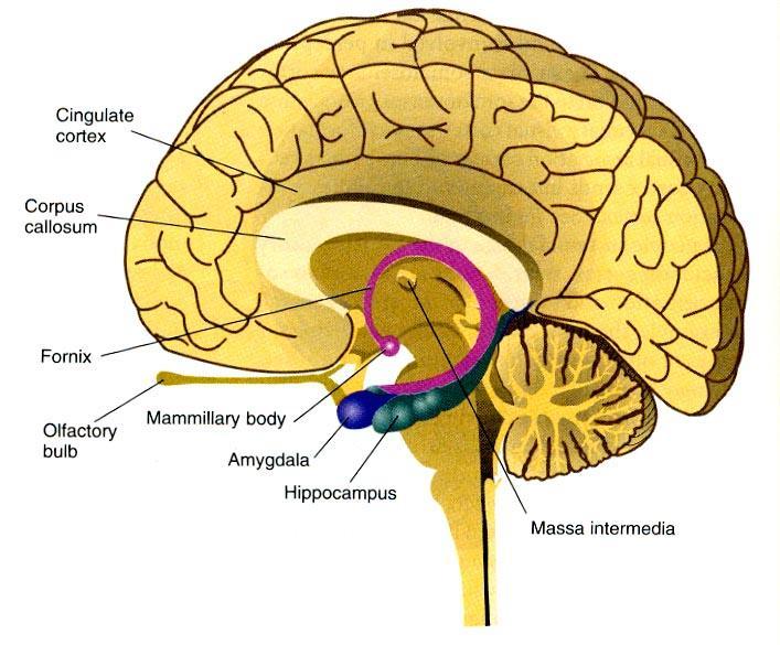 Physiological