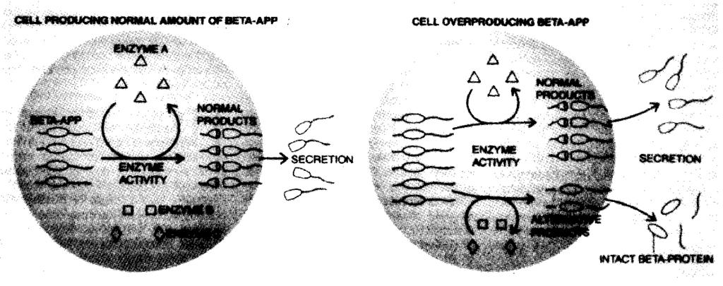 Fig. 3. Formation of beta A4 protein. Overproduction of beta- APP could encourage the liberation of the amyloid beta- fragment.