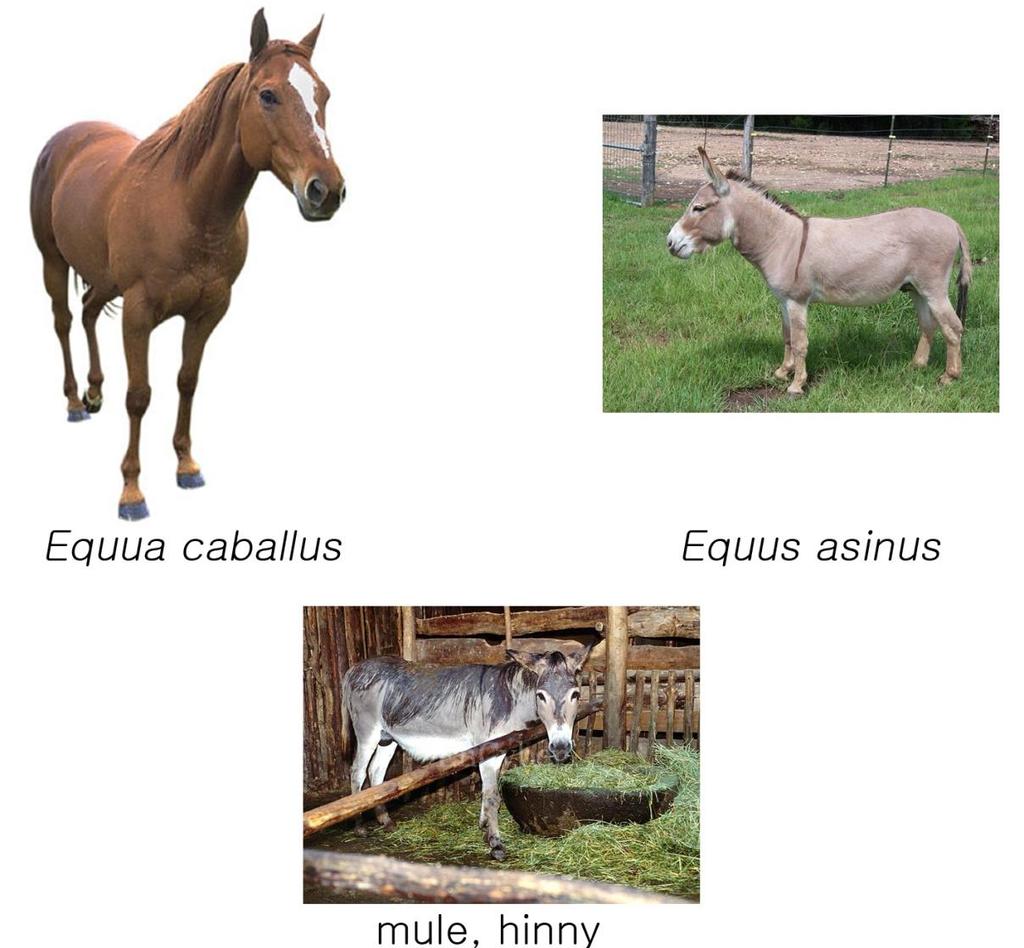 Mule( 노새 ): horse(equus caballus) X donkey