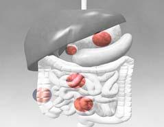 안전성 생체흡수 서방성 Transdermal drug delivery system (TDS) Oral