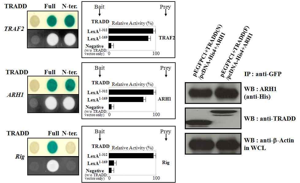 TRADD mrna GAPDH mrna TRADD TRAF2 HEK293 MRC-5 SKOV-3 2774 HEK293 MRC-5 SKOV-3 2774 TRAF2 mrna GAPDH mrna Figure 3. ARH1 inhibits endothelial cell proliferation in vitro.