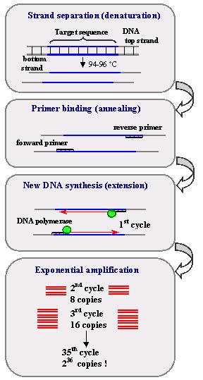 기업분석 I 씨젠 (9653) 검사방법설명 중합효소연쇄반응 (Polymerase chain reaction, PCR) 역전사중합효소연쇄반응 (Reverse transcriptase PCR, RT-PCR) 실시간중합효소연쇄반응 (Real-time PCR) 다중중합효소연쇄반응 (Multiplex PCR) 마이크로어레이 (microarray) 염기서열검사